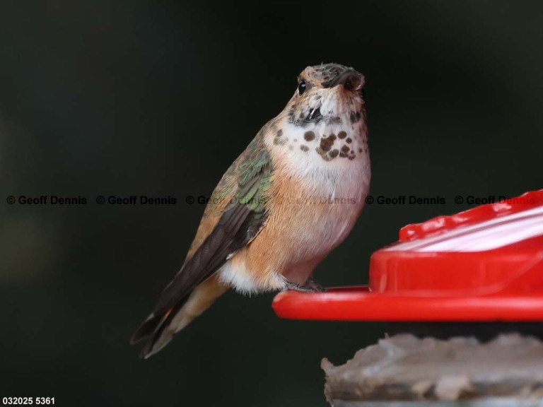 RUHU-27-CD_Rufous-Hummingbird