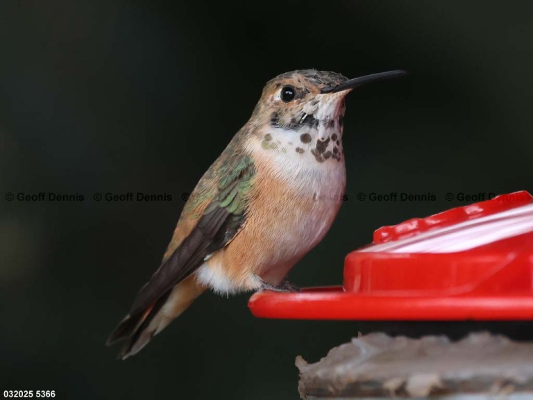 RUHU-27-CE_Rufous-Hummingbird