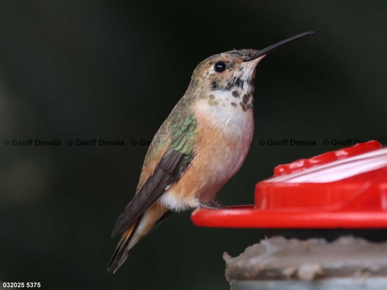 RUHU-27-CF_Rufous-Hummingbird