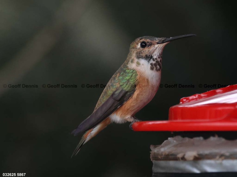 RUHU-27-CG_Rufous-Hummingbird