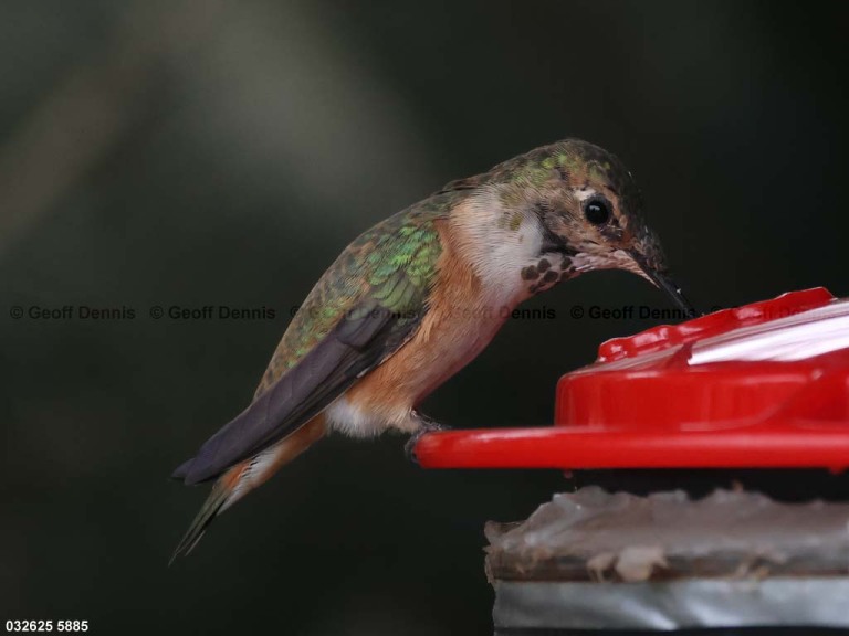 RUHU-27-CH_Rufous-Hummingbird