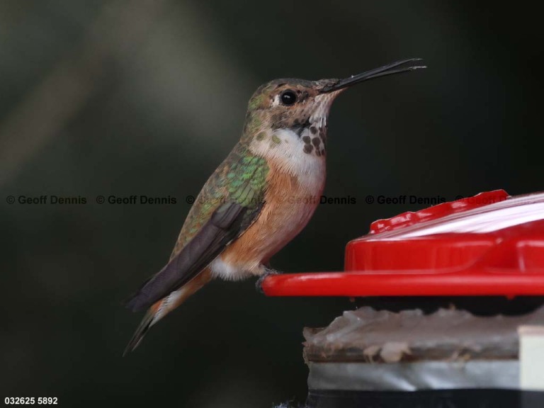 RUHU-27-CI_Rufous-Hummingbird