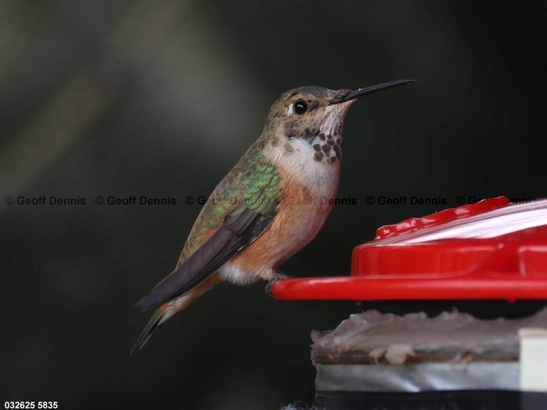 RUHU-27-CJ_Rufous-Hummingbird