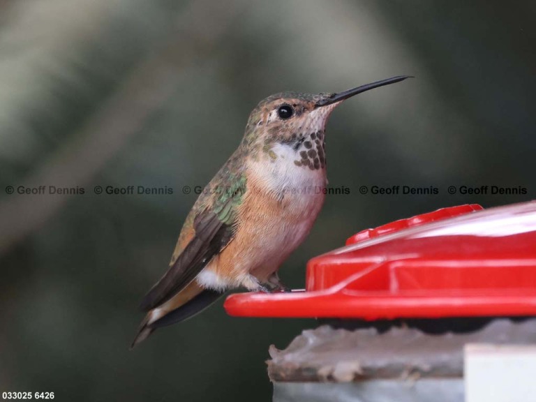 RUHU-27-CK_Rufous-Hummingbird