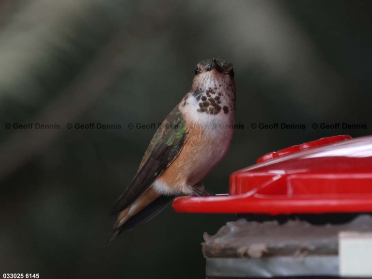 RUHU-27-CL_Rufous-Hummingbird