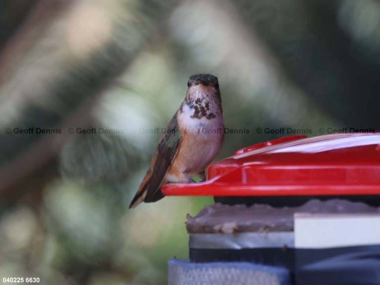 RUHU-27-CM_Rufous-Hummingbird