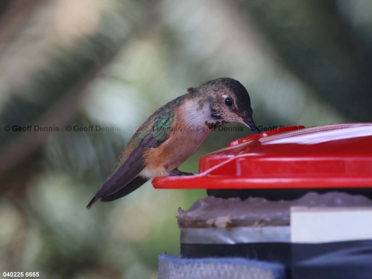 RUHU-27-CN_Rufous-Hummingbird