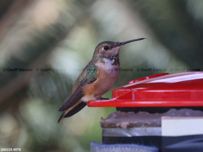 RUHU-27-CO_Rufous-Hummingbird