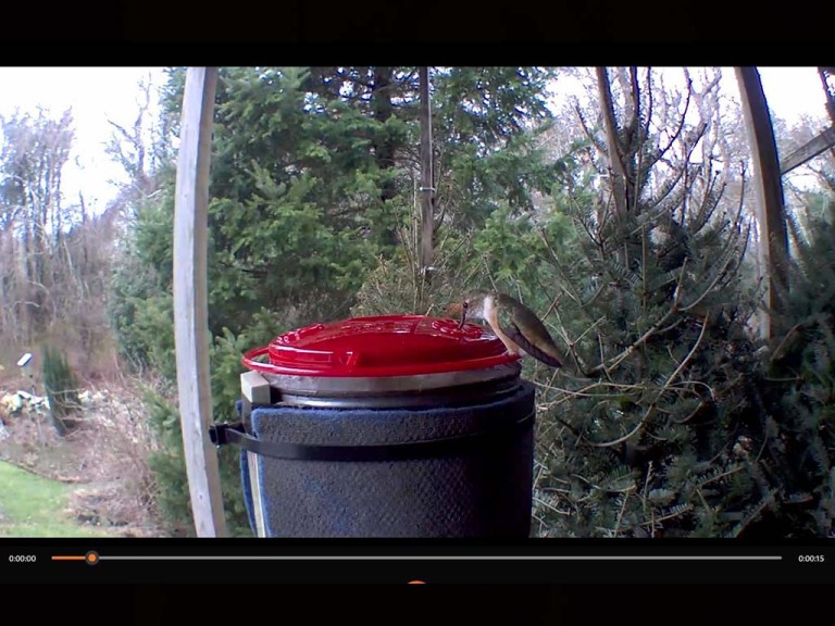 RUHU-27-CP_Rufous_Hummingbird
