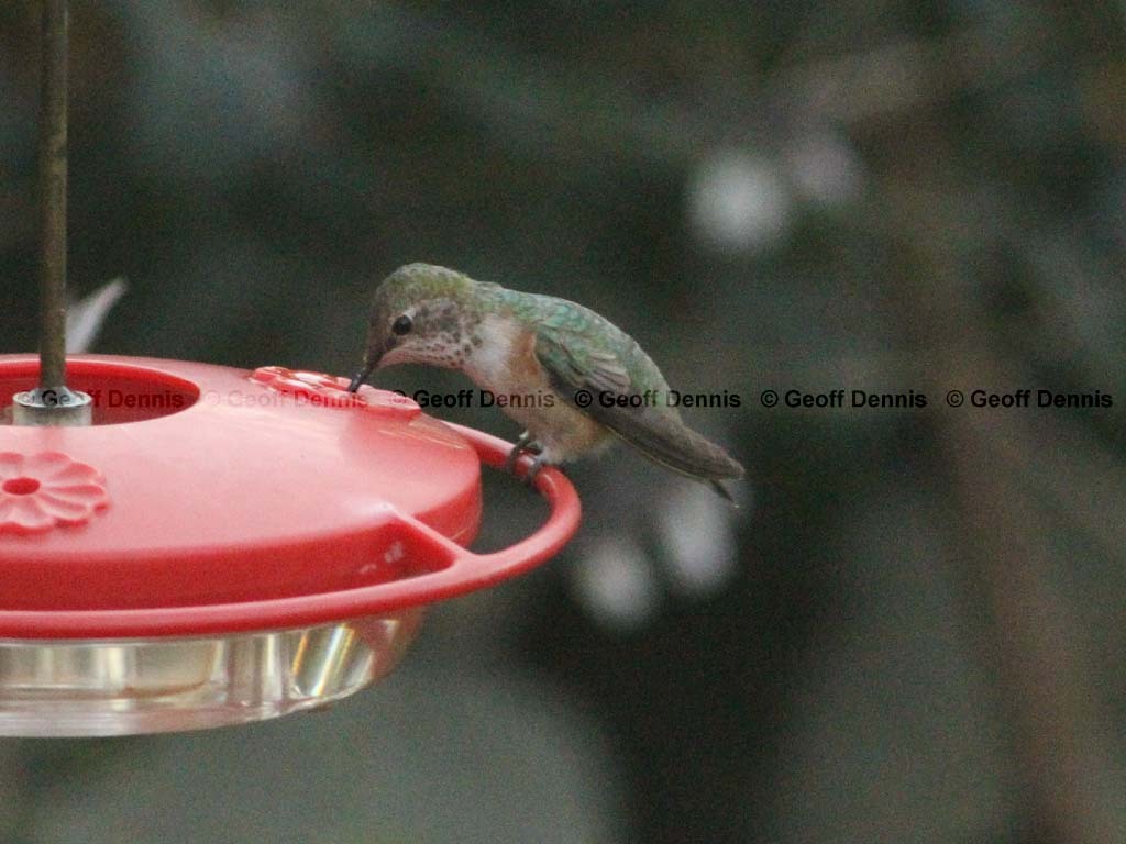 RUHU-26-AA_Rufous-type-Hummingbird