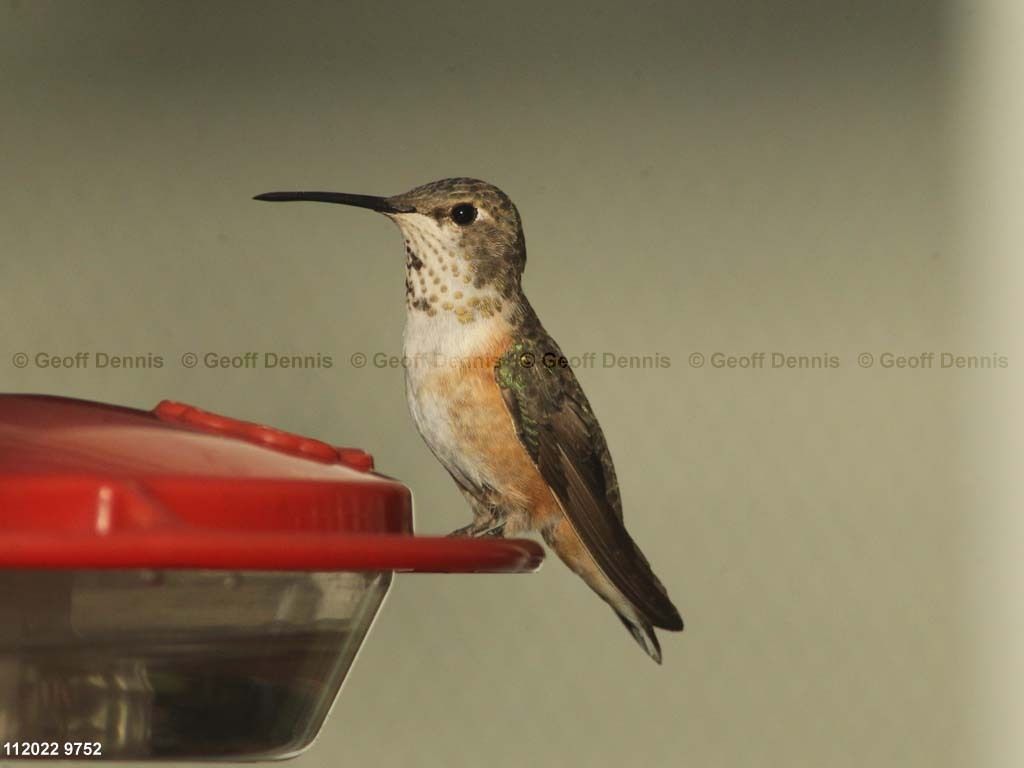 RUHU-26-AD_Rufous-type-Hummingbird