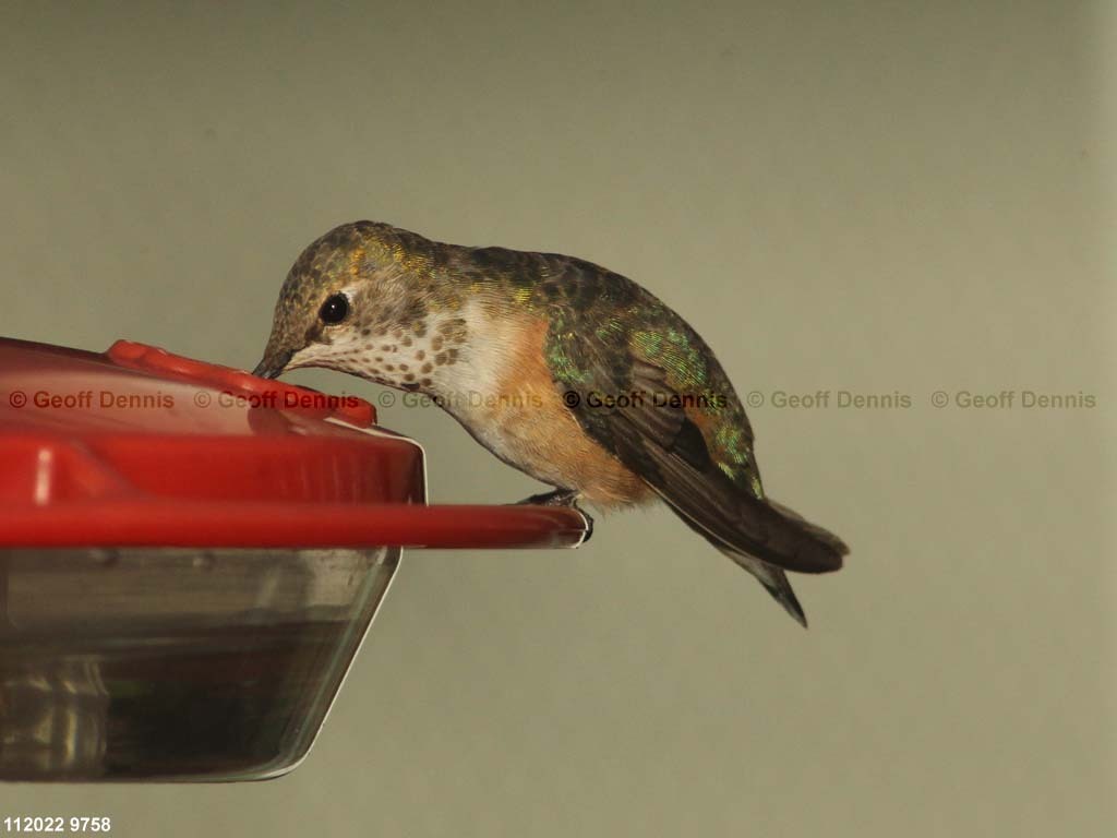 RUHU-26-AE_Rufous-type-Hummingbird
