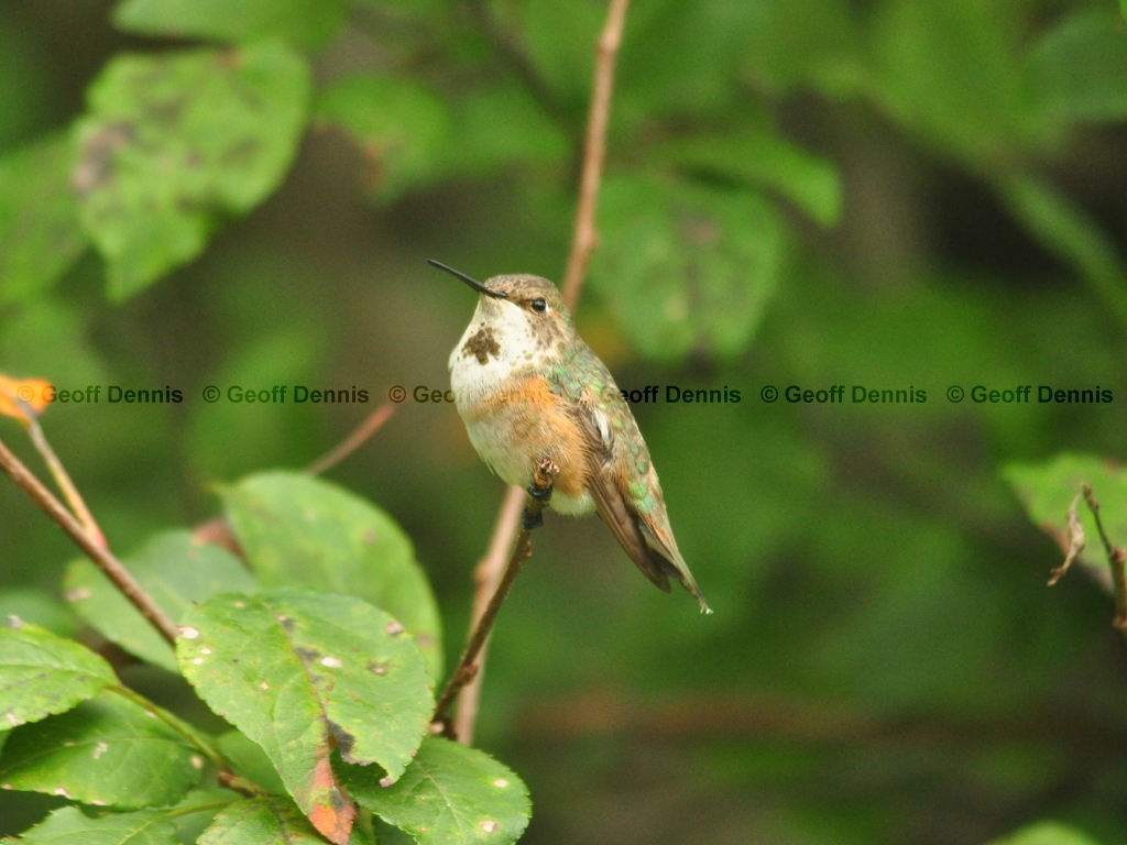 RUHU-23-AA_Rufous-type-Hummingbird