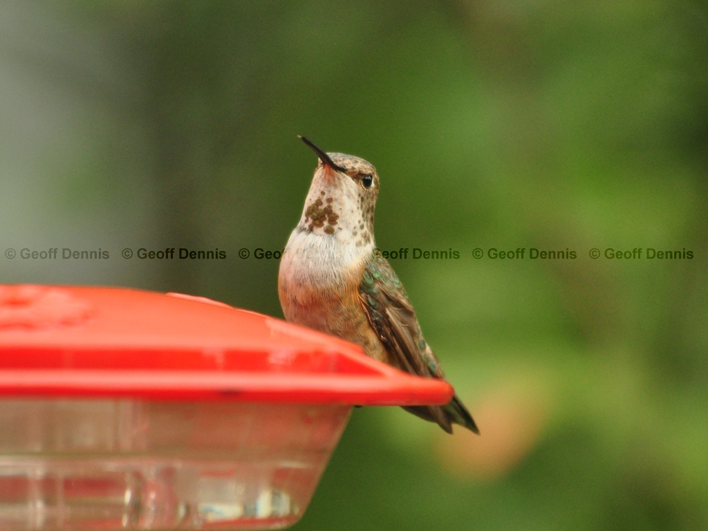 RUHU-23-AH_Rufous-type-Hummingbird