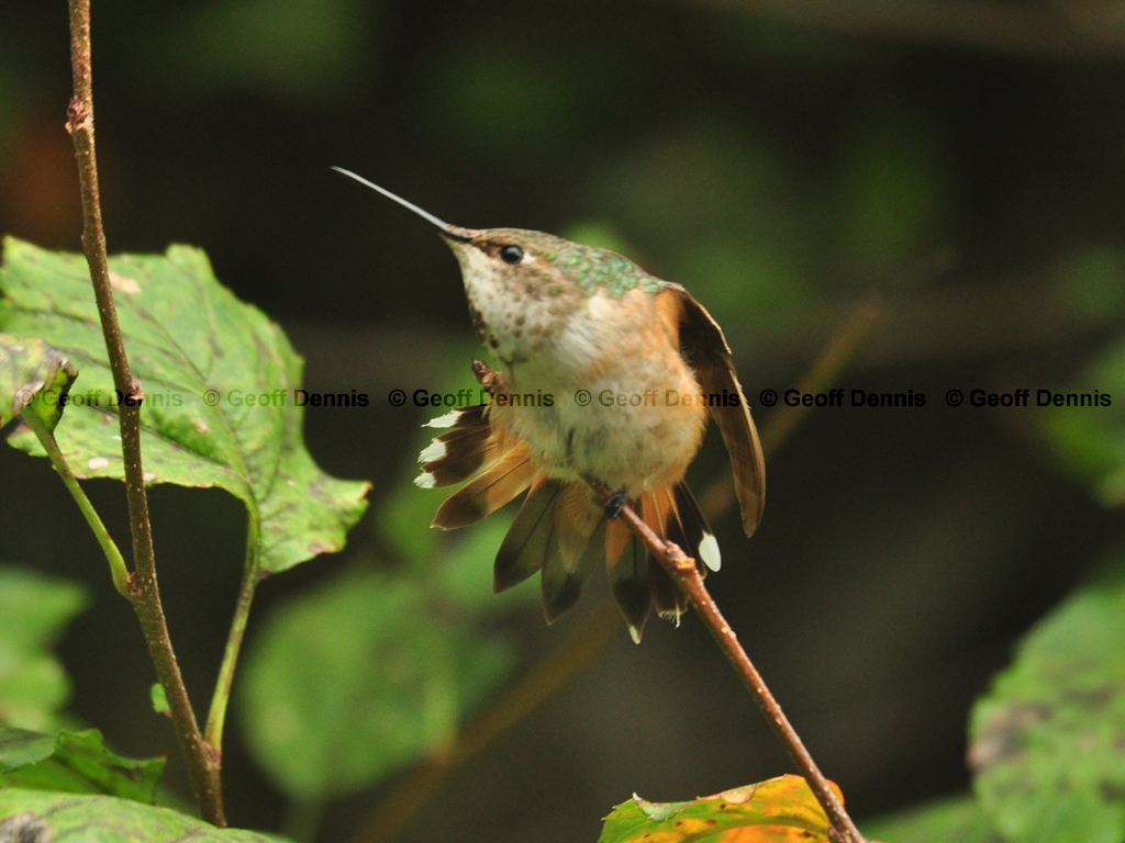 RUHU-23-AK_Rufous-type-Hummingbird