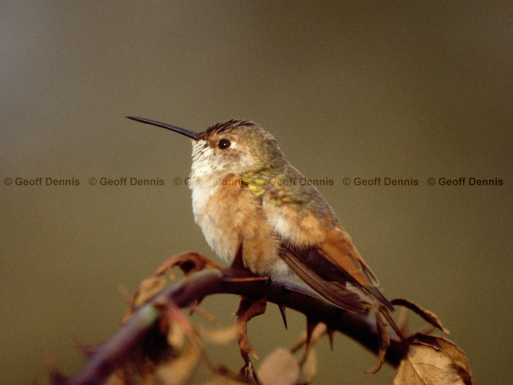 RUHU-2-AB_Rufous-type-Hummingbird