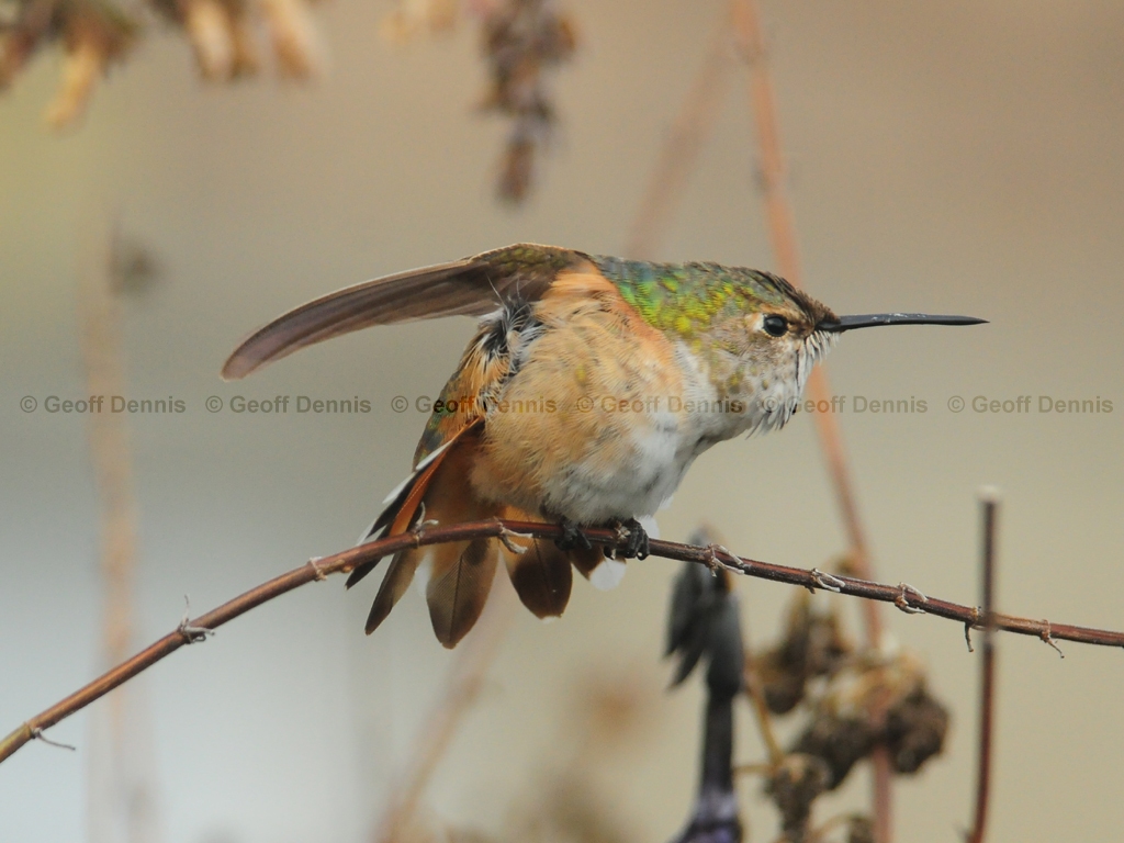 RUHU-20-AE_Rufous-type-Hummingbird