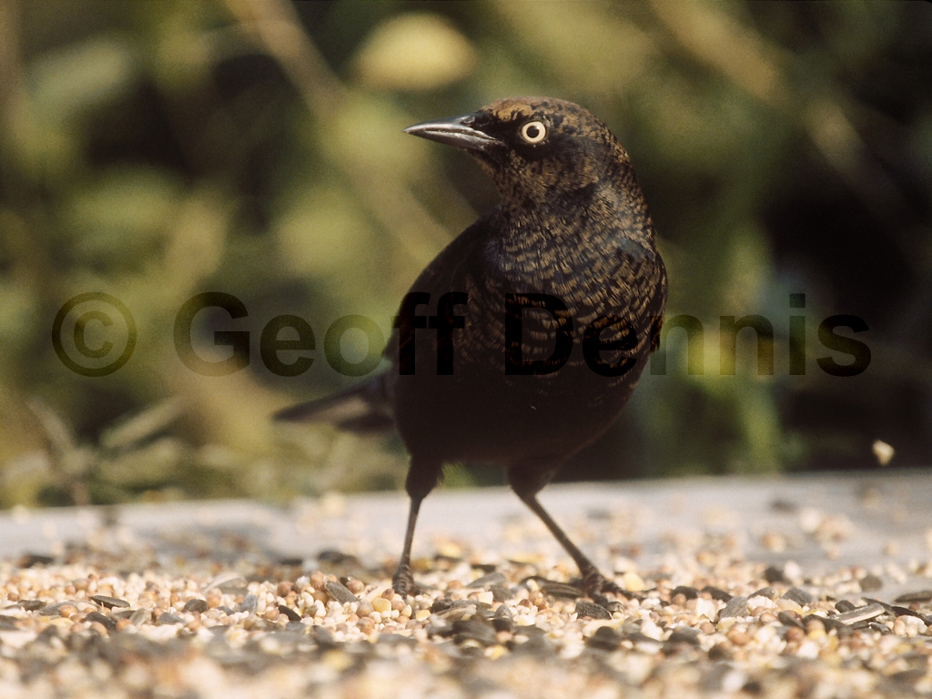 RUBL-AA_Rusty-Blackbird