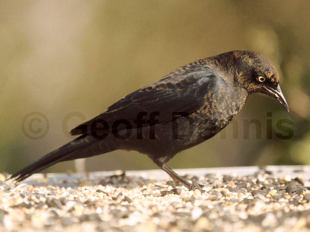 RUBL-AB_Rusty-Blackbird