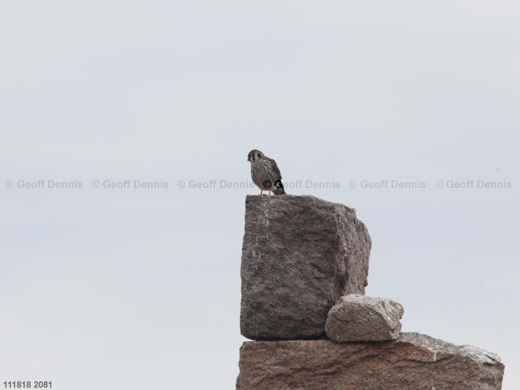 islands_American-Kestrel