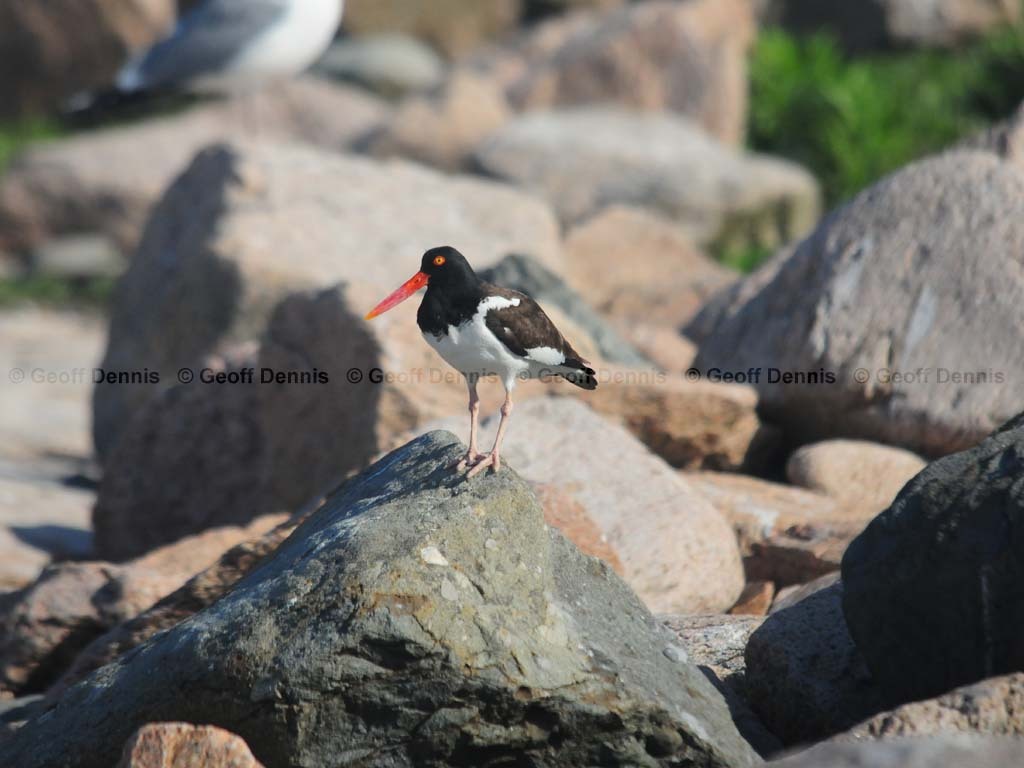 islands_American-Oystercatcher