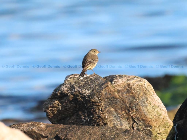 islands_American-Pipit