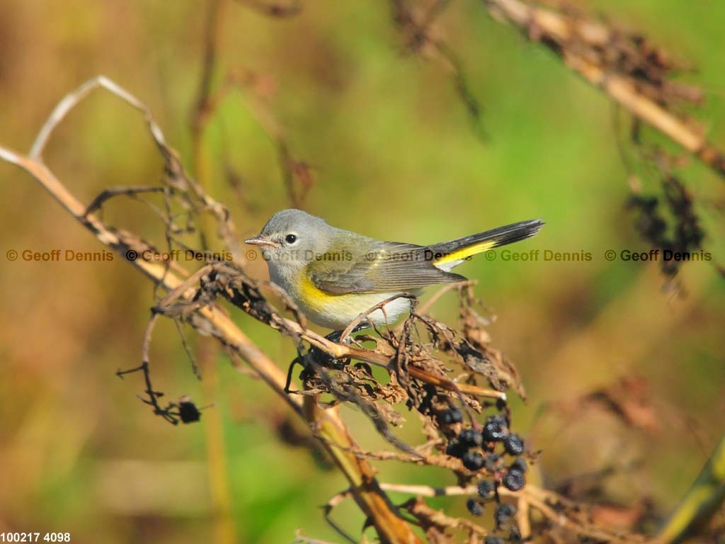 islands_American-Redstart