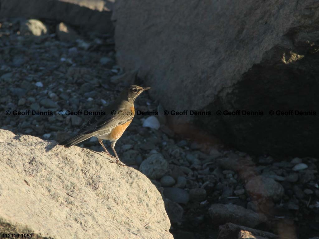 islands_American-Robin