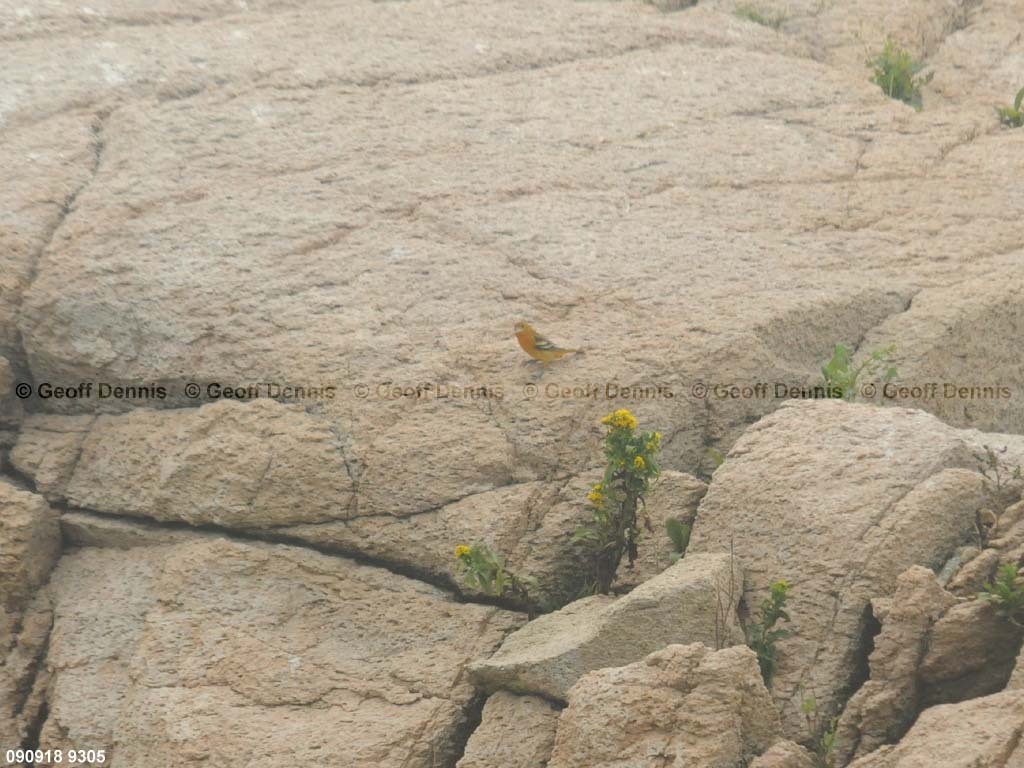 islands_Baltimore-Oriole