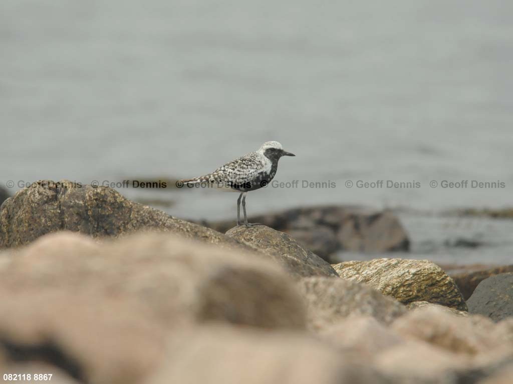 islands_Black-bellied-Plover_a