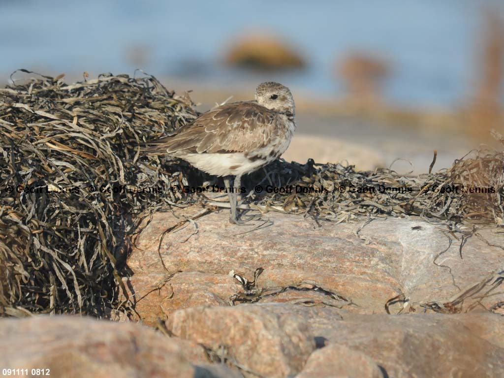 islands_Black-bellied-Plover_b