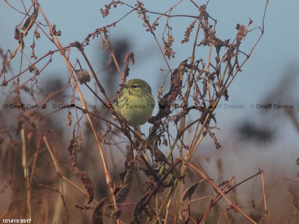 islands_Blackpoll-Warbler
