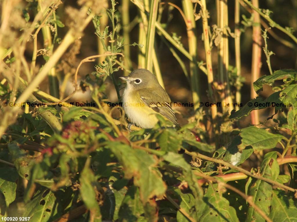 islands_Blue-headed-Vireo