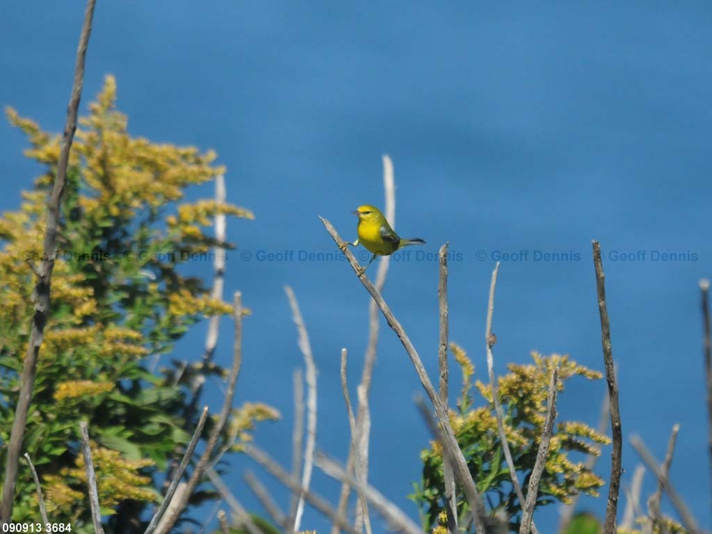 islands_Blue-winged-Warbler