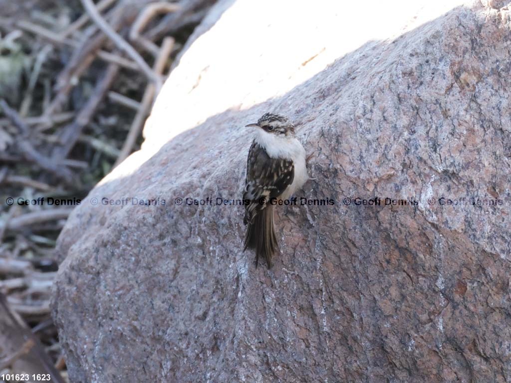 islands_Brown-Creeper-2