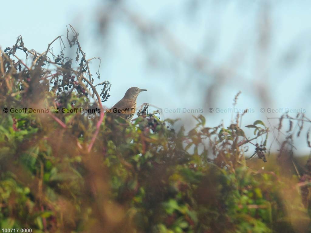 islands_Brown-Thrasher