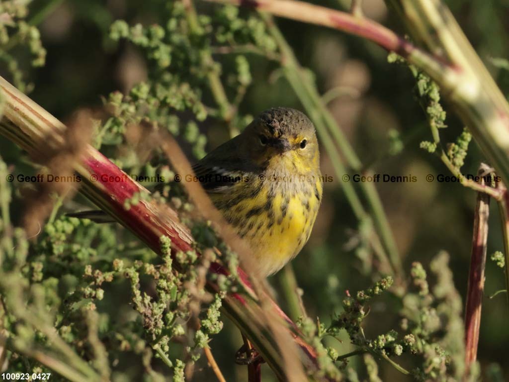 islands_Cape-May-Warbler-1