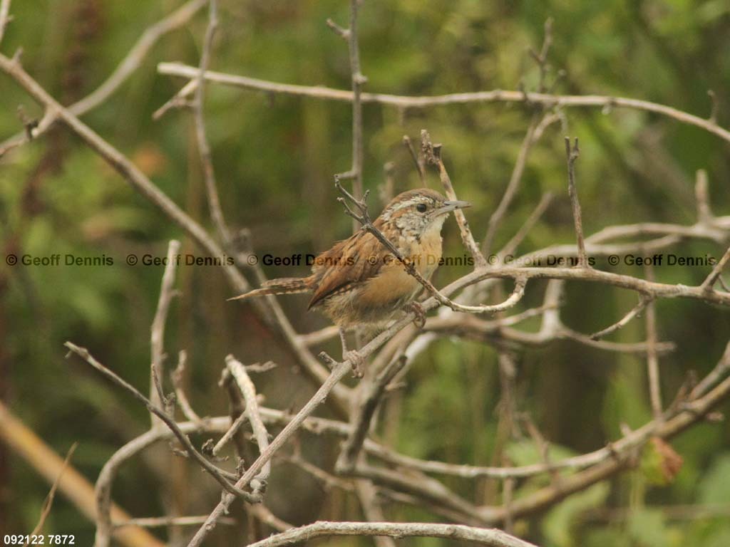 islands_Carolina-Wren