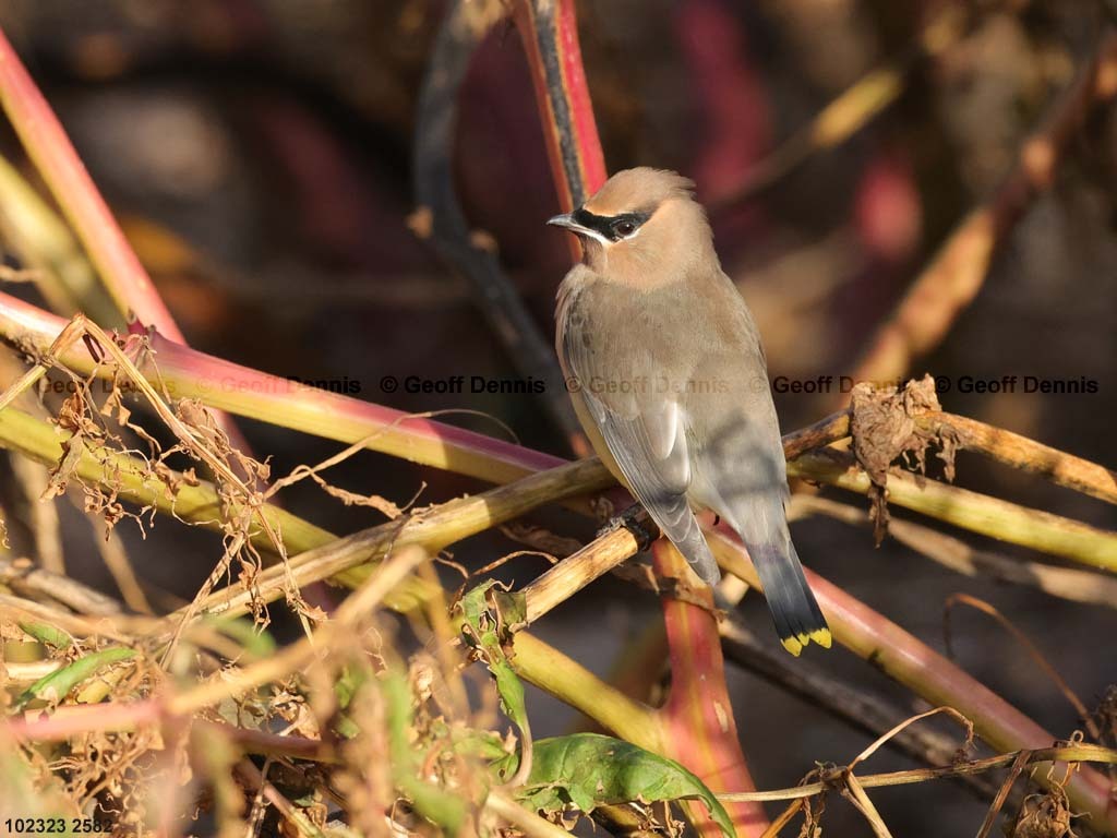 islands_Cedar-Waxwing-adult