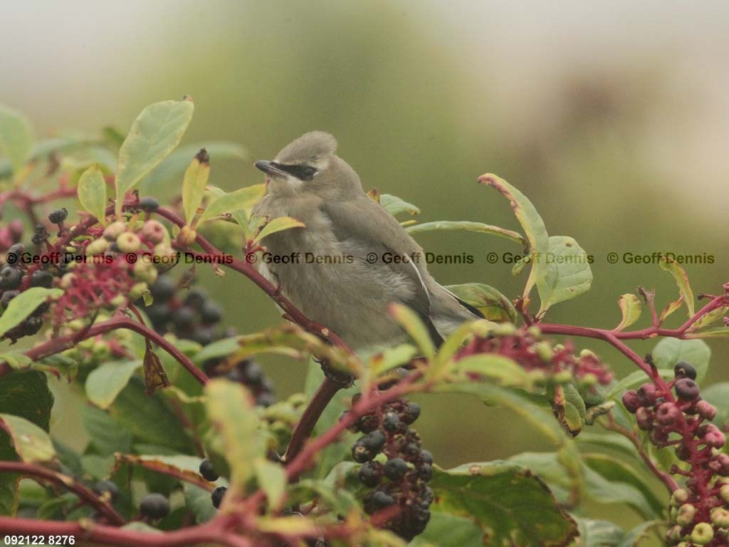 islands_Cedar-Waxwing