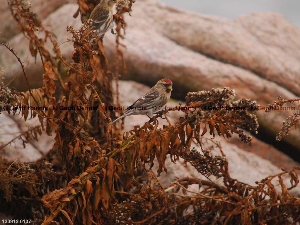 islands_Common-Redpoll