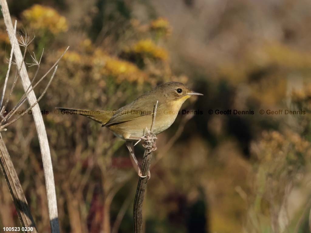 islands_Common-Yellowthroat-HY