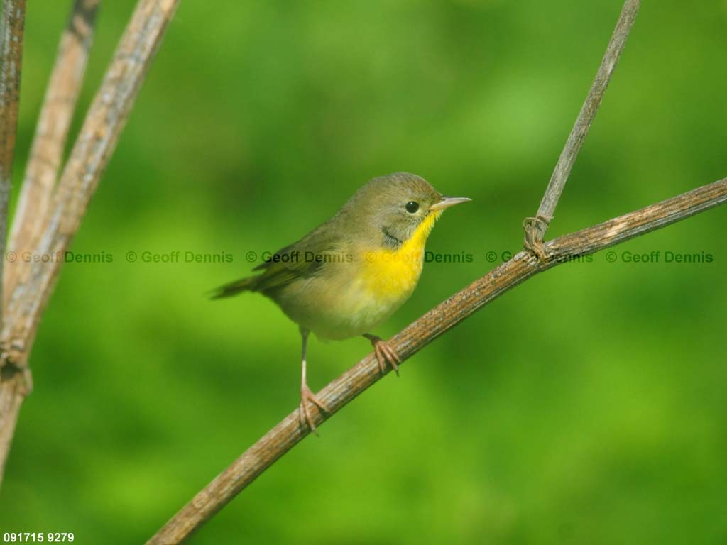islands_Common-Yellowthroat_a