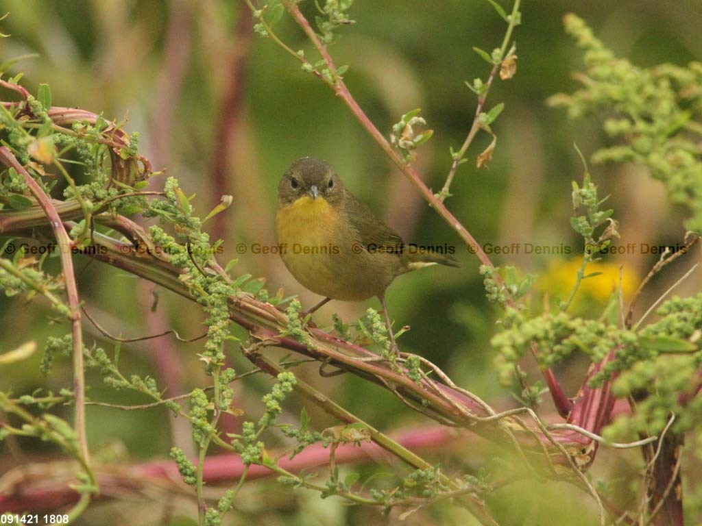 islands_Common-Yellowthroat_b