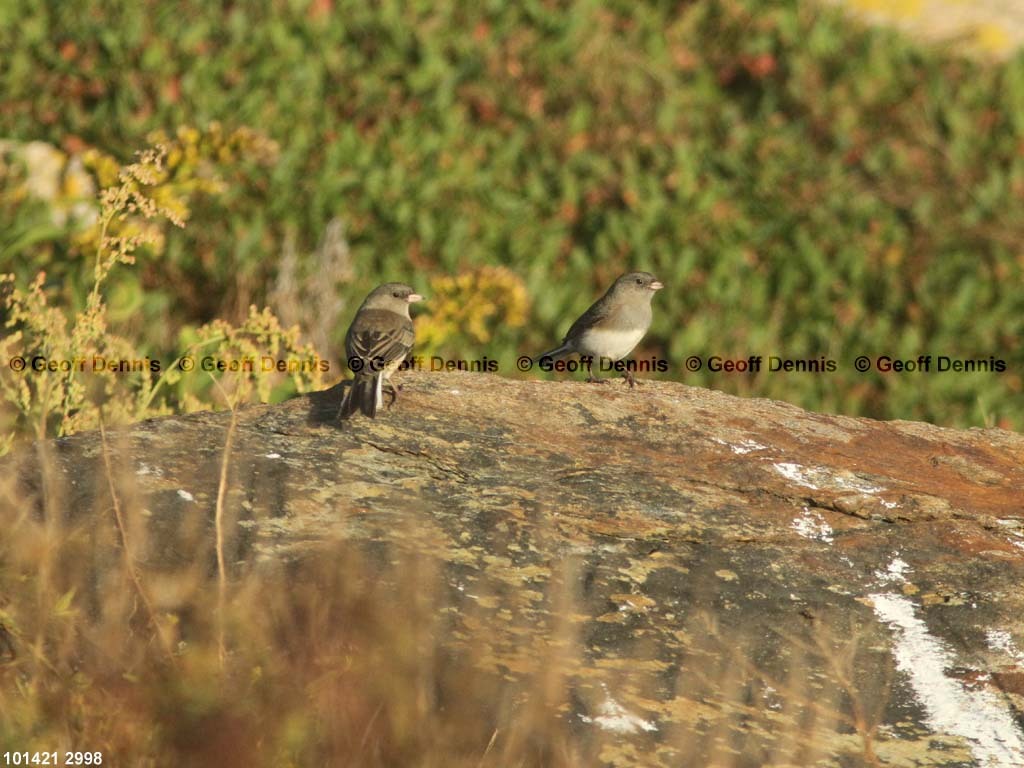 islands_Dark-eyed-Junco