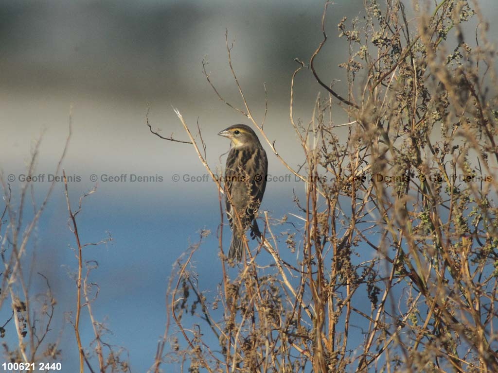 islands_Dickcissel
