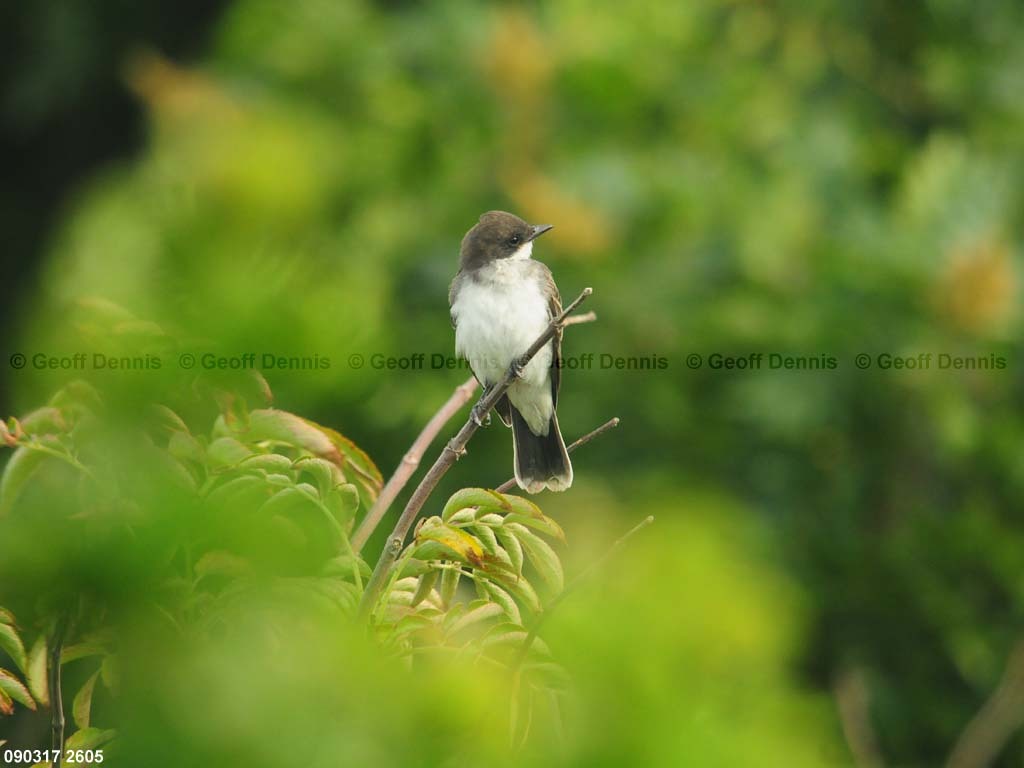 islands_Eastern-Kingbird