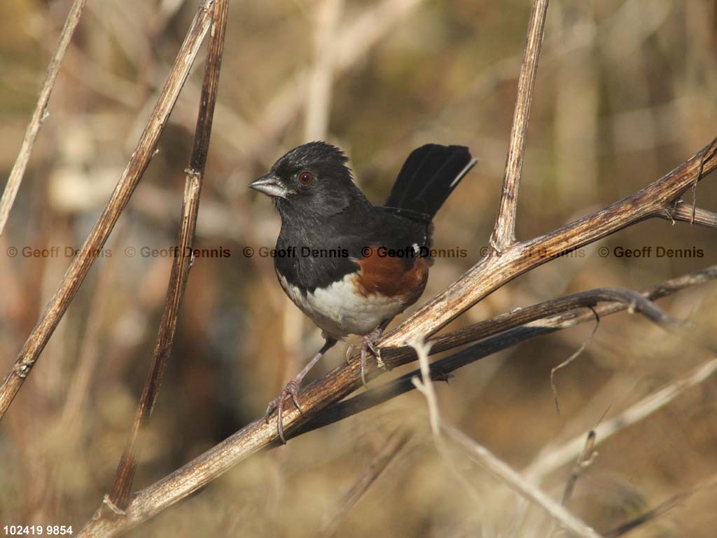 islands_Eastern-Towhee