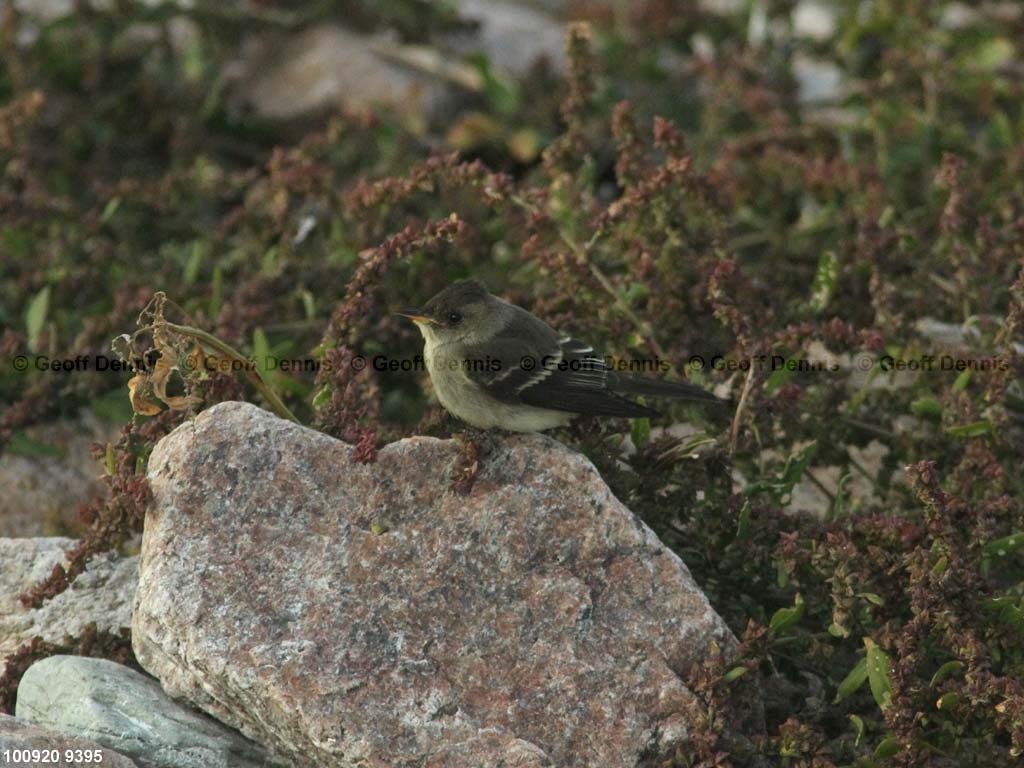 islands_Eastern-Wood-Pewee_2