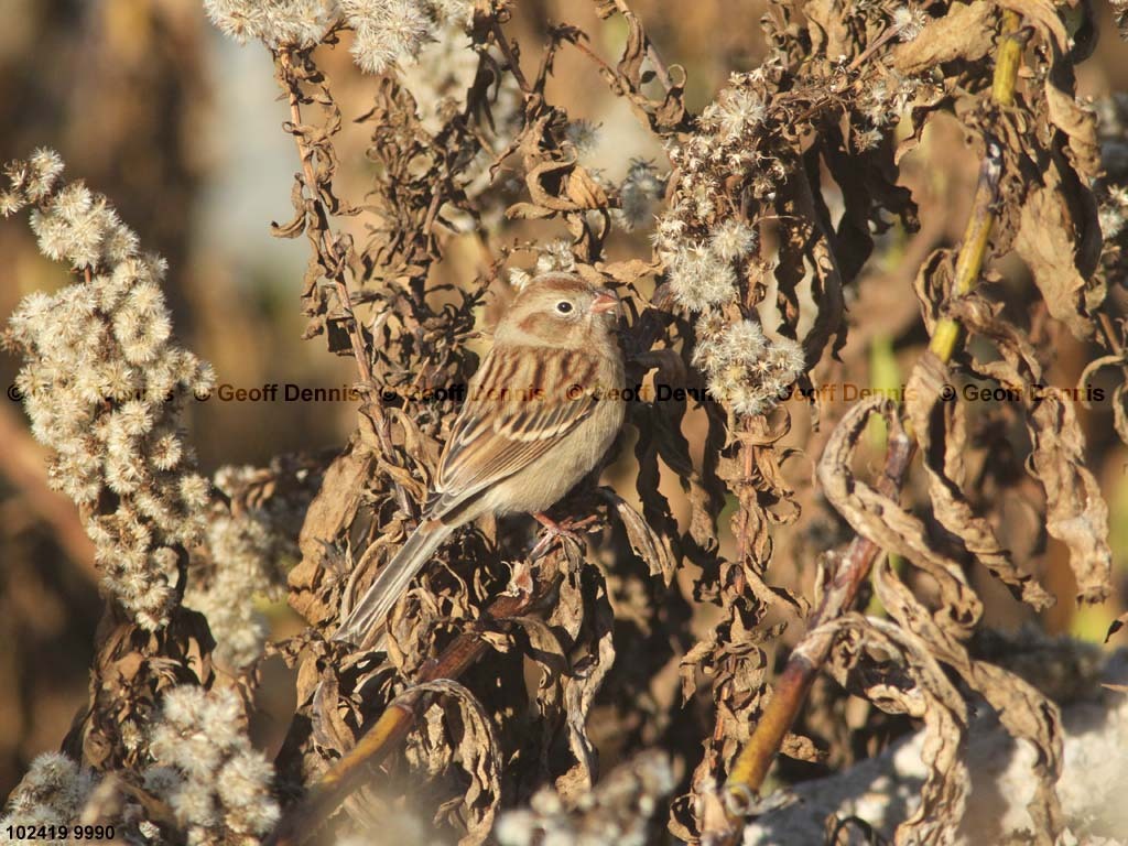 islands_Field-Sparrow